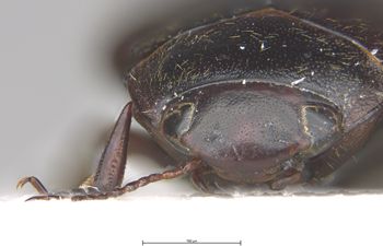 Media type: image;   Entomology 6020 Aspect: head frontal view
